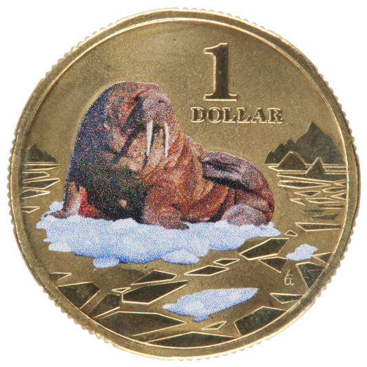 2013 $1 Coin - Walrus - Polar Animals Series