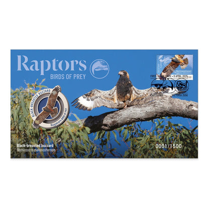 2025 PMC - Raptors - Birds of Prey - Black Breasted Buzzard