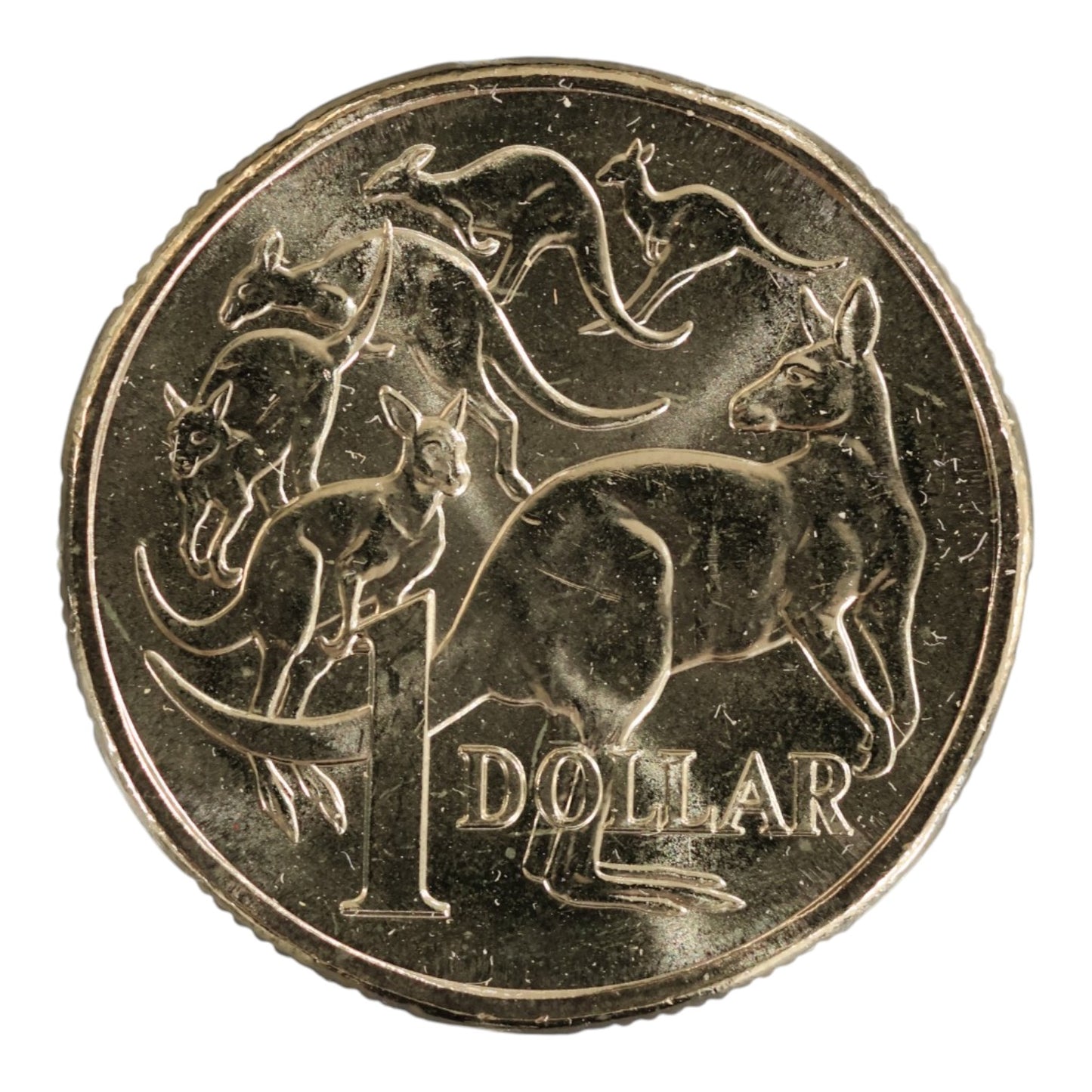 2026 $1 Coin - "Mob of Six Roos" Uncirculated from RAM Roll
