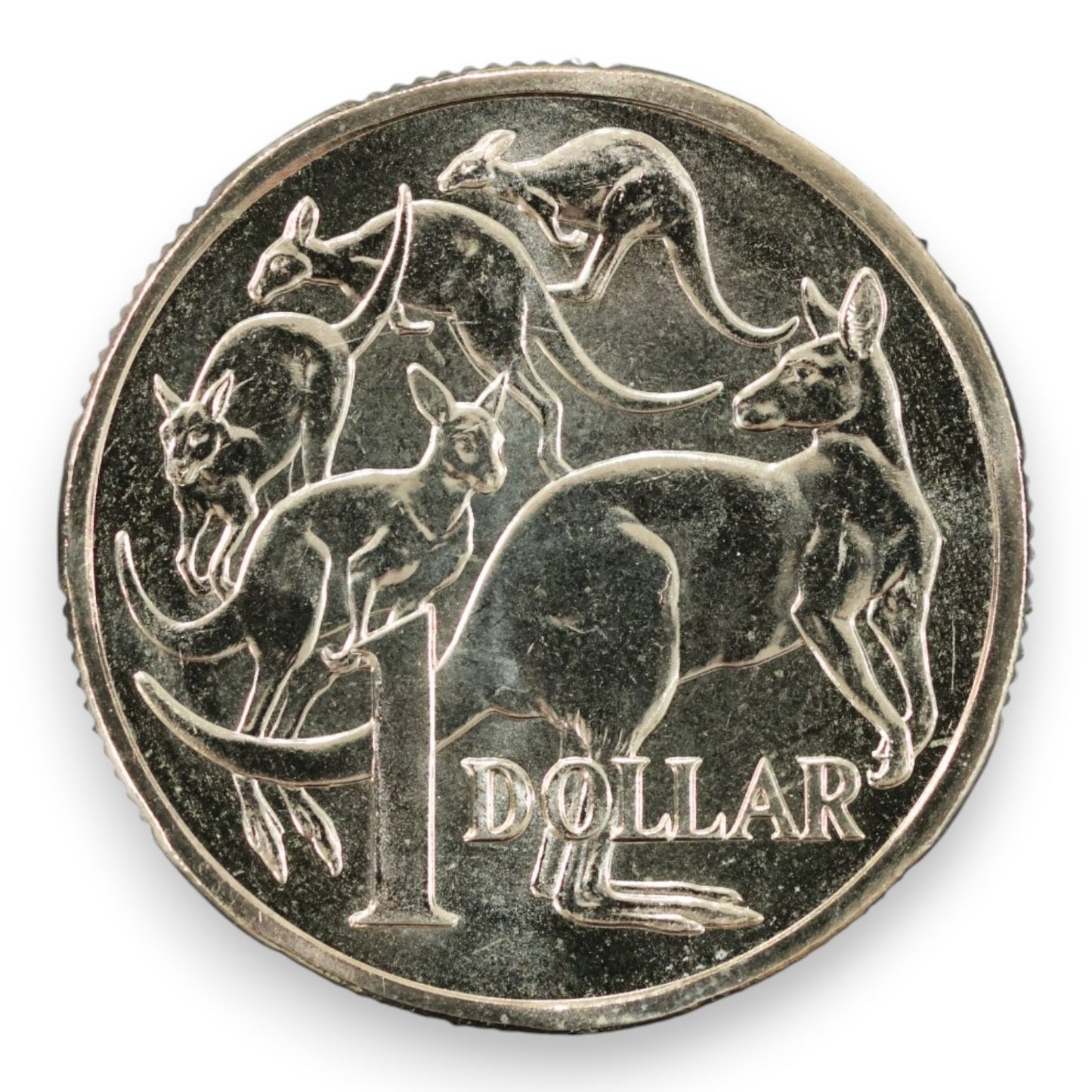 2026 $1 Coin - Mob of 5 Roos - Mint Set Exclusive NCLT